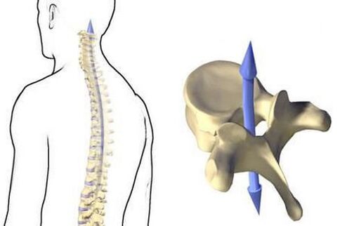 How the spine works